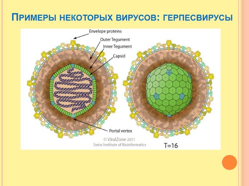 Примеры некоторых вирусов: герпесвирусы